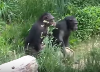 La “extraordinaria” conga de unas chimpancés y el origen del baile en los humanos